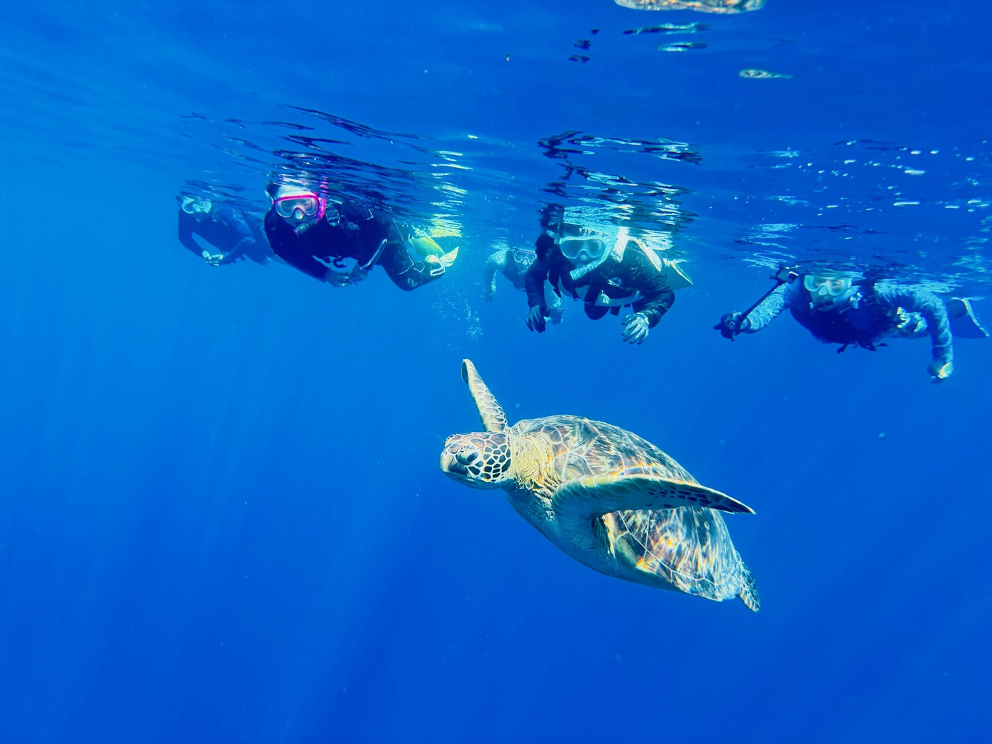 海中を泳ぐウミガメ