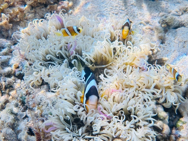 川平湾の無人島のビーチで休憩しているツアー客