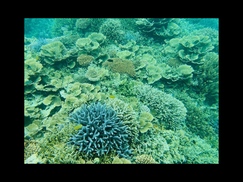 川平湾の無人島でカヤックを楽しむツアー客