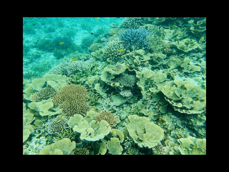 カヤックで川平湾の無人島に向かうツアー客