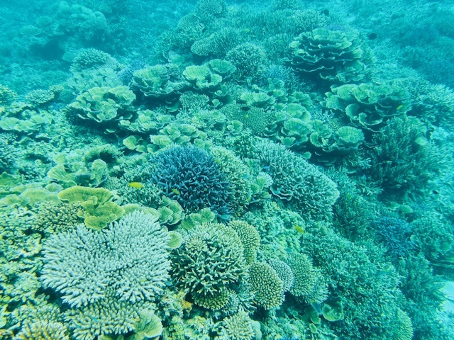川平湾の無人島でカヤックを楽しむツアー客