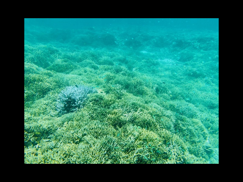 川平湾の無人島でカヤックを楽しむツアー客