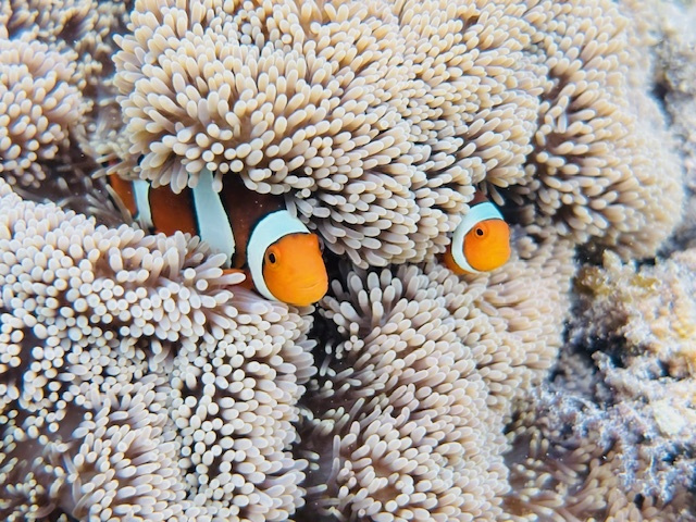 川平湾の無人島でカヤックを楽しむツアー客