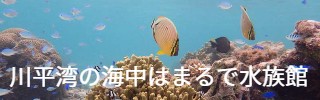川平湾の海中