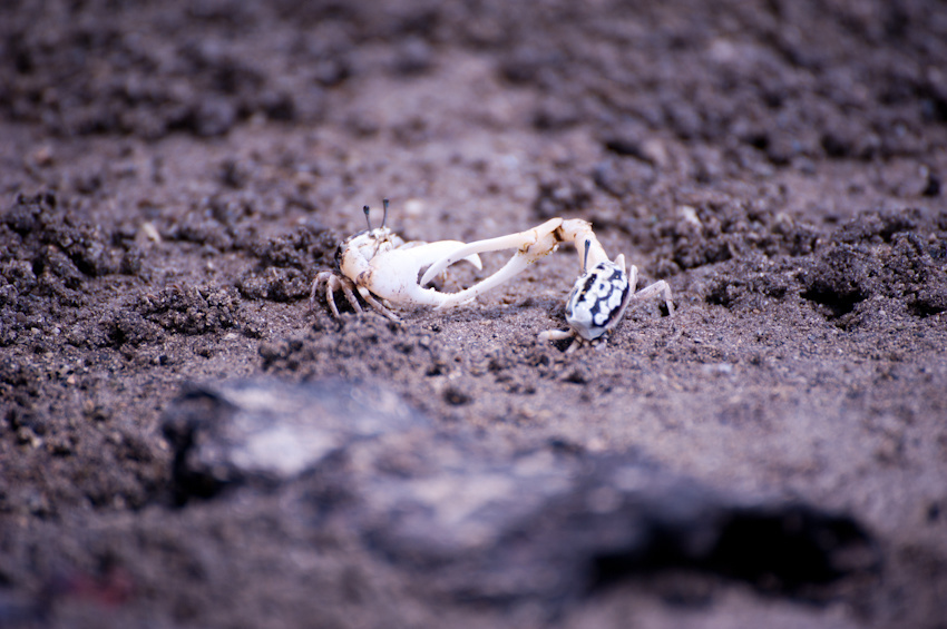 川平湾の無人島のビーチで休憩しているツアー客