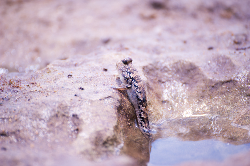 川平湾のビーチでカヤックの練習をしているツアー客