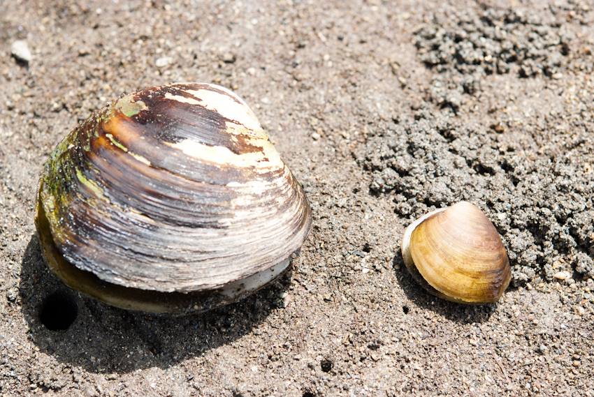 川平湾の無人島でカヤックを楽しむツアー客