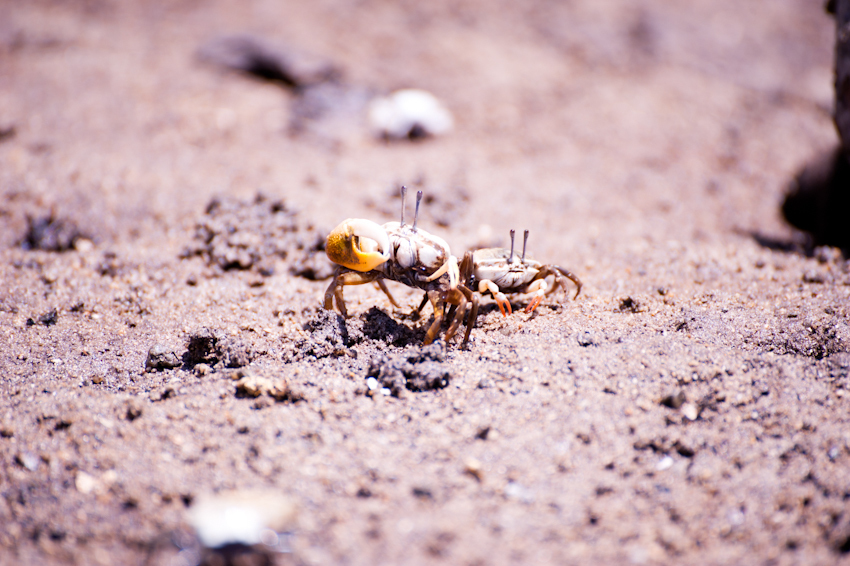 川平湾の無人島でカヤックを楽しむツアー客