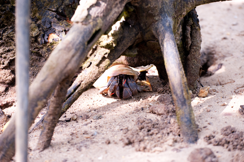 川平湾の無人島でカヤックを楽しむツアー客