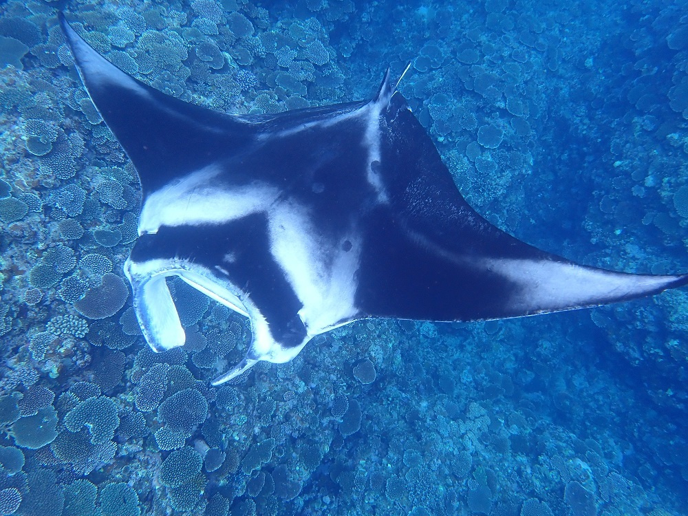 石垣島にあるキレイなビーチ