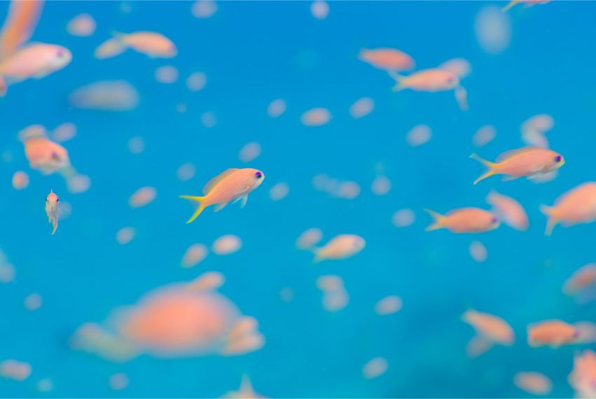 石垣島に来るならいつがお勧め？ | シースマイル石垣島ブログ