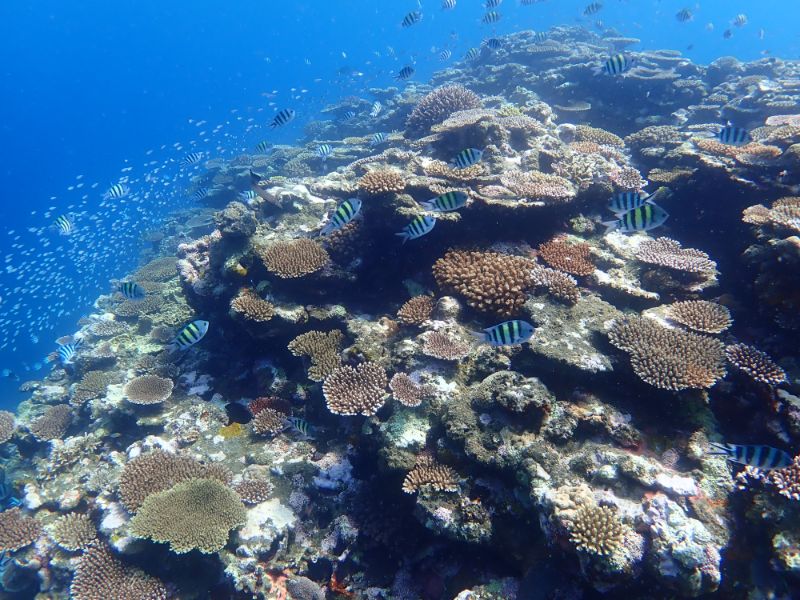 石垣島の珊瑚礁