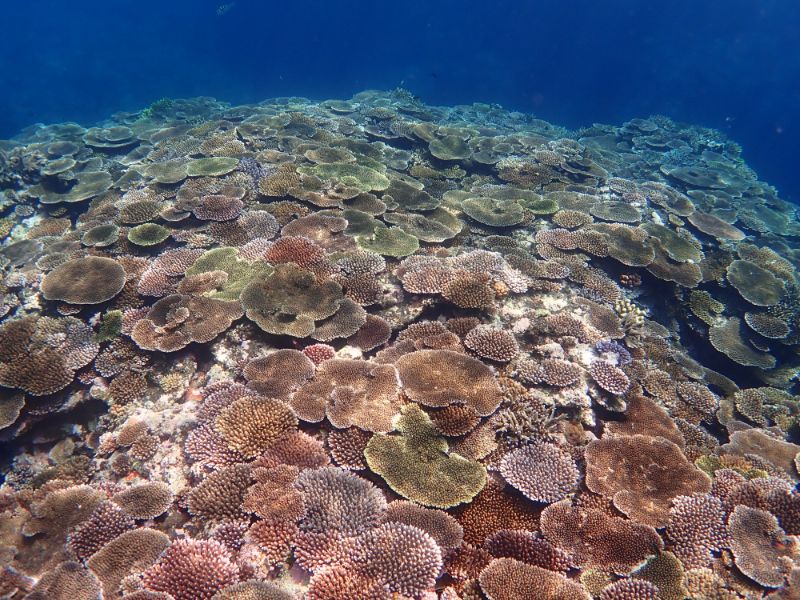 石垣島米原の珊瑚礁