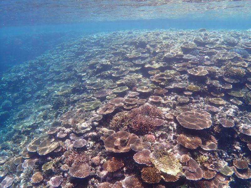 石垣島米原の珊瑚礁