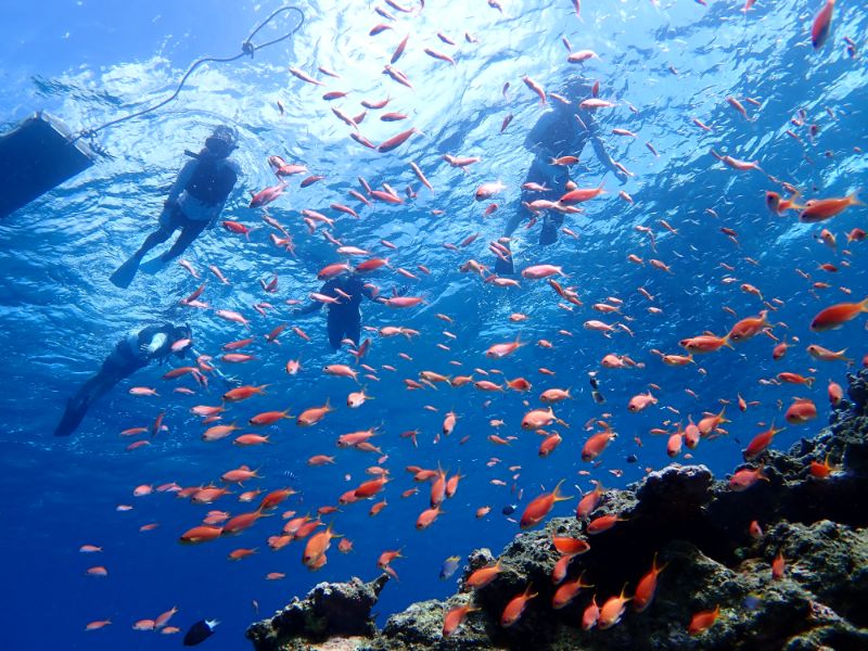 海中を泳ぐ熱帯魚