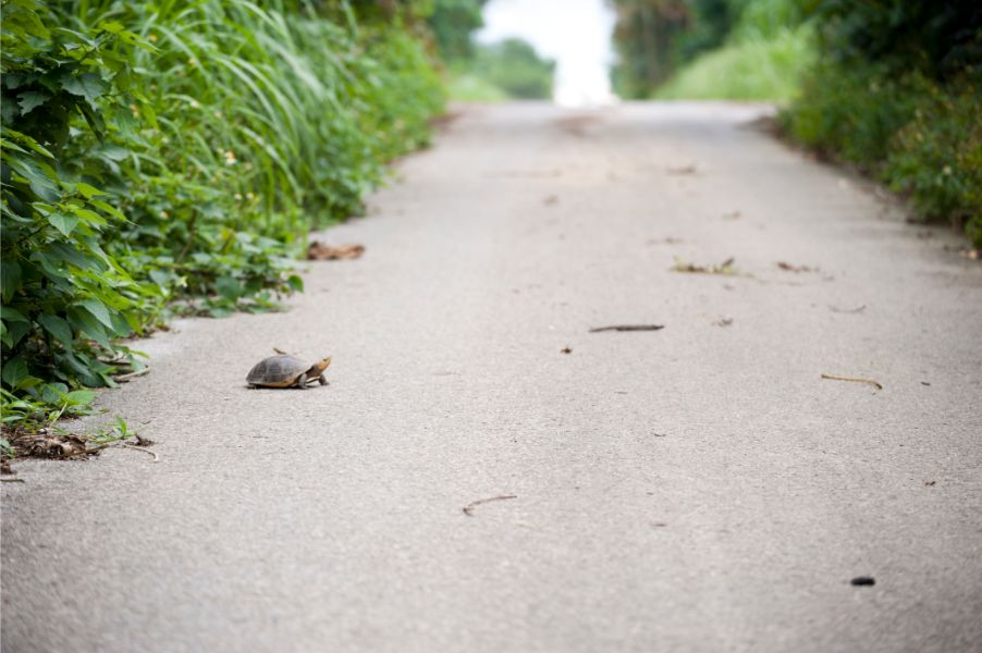 道路を横断しているセマルハコガメ