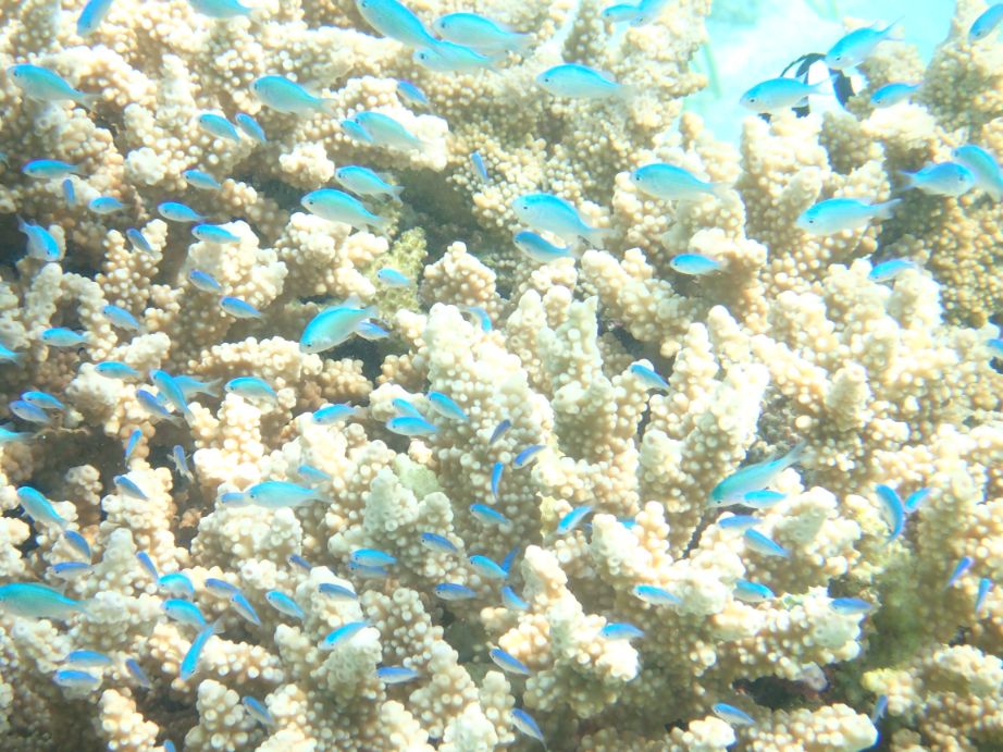 サンゴの上に群れるデバスズメダイ