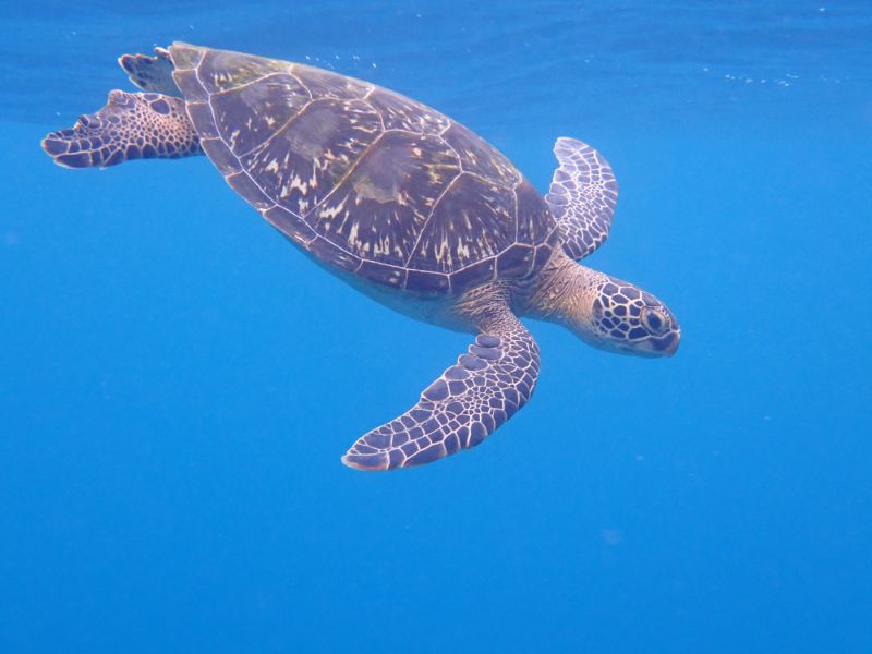 海中を泳ぐウミガメ